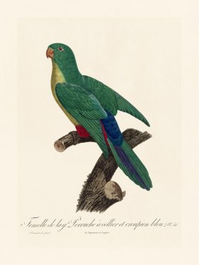 Barraband Parrot 056
