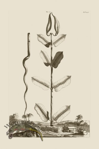 (image for) Abraham Munting 105