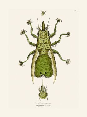 387 Hippobosca Swallow