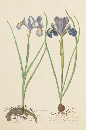 (image for) Blomboken 005