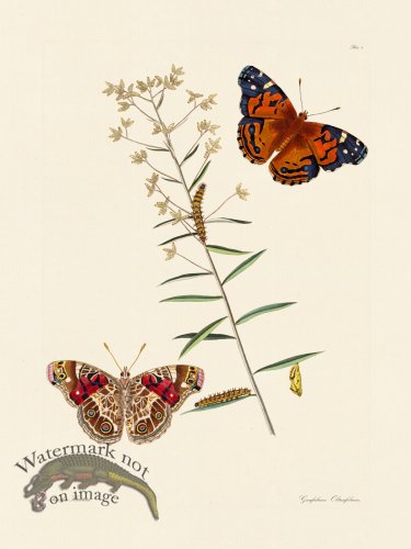 (image for) Abbot Butterfly 009