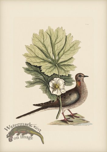 (image for) 024 Turtle of Carolina