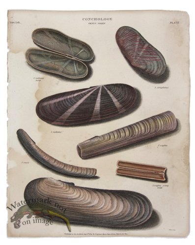 (image for) Conchology 01