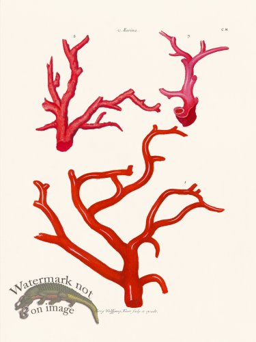 (image for) Knorr Coral 16