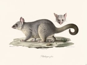 Cuvier 252 Phalanger Fem
