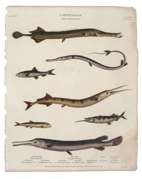 Tobacco Sea Pike Fish