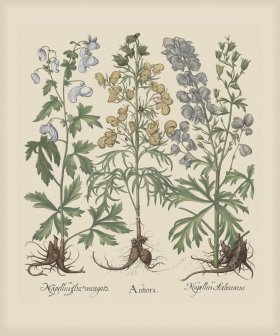 Besler 161 Colored B2