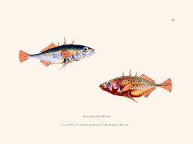 083 Three Spined Stickleback