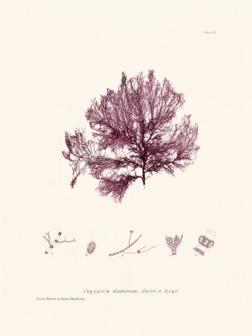 Bradbury Seaweed 102