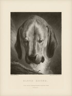 SA Dogs 09 Blood Hound