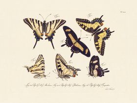 Jablonsky Butterfly 045