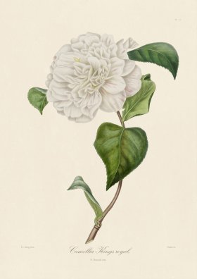 A generic image