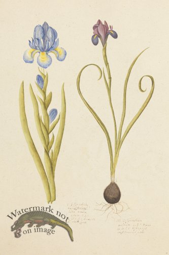 (image for) Blomboken 011