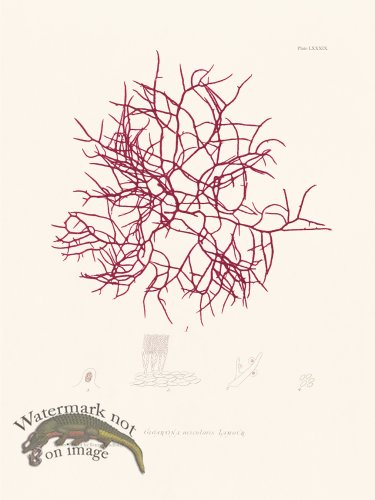(image for) Bradbury Seaweed 089