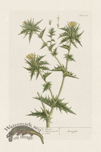 (image for) BEE 468 DistaffThistle