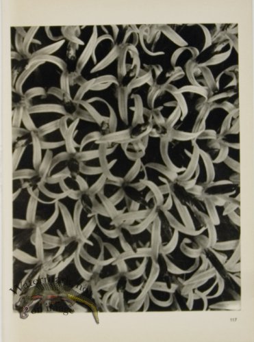 (image for) Blossfeldt T 117