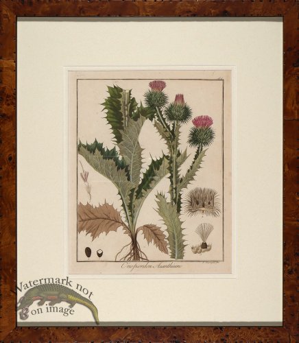 (image for) Hayne\'s Botanical in Burl 09