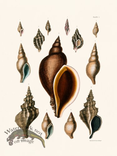 (image for) Cpt Brown Shell 01