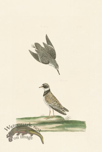 (image for) Pennant Zoology 017