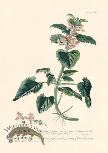 (image for) Trew Botanical 75