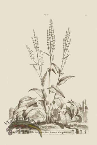 (image for) Abraham Munting 073