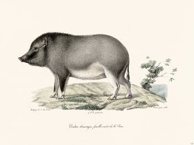 Cuvier 242 Female Eochon