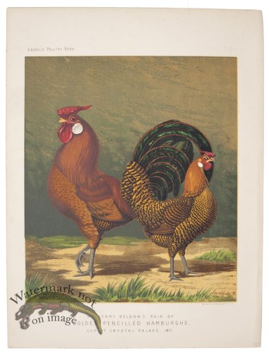 Golden Pencilled Hamburghs