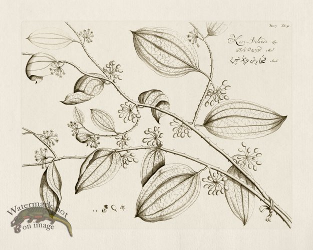 (image for) HORTUS VOl 07 31