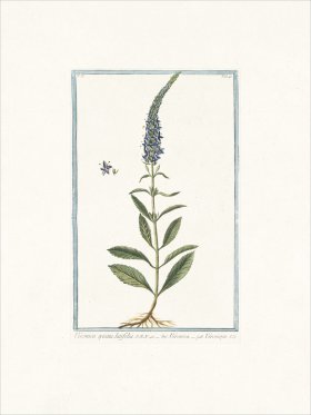 Bonelli 148 Spiked speedwell