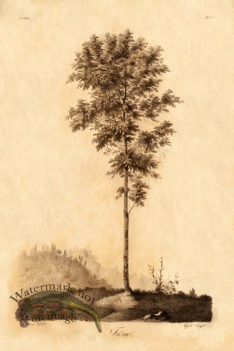 (image for) Defiennes Trees 22 S