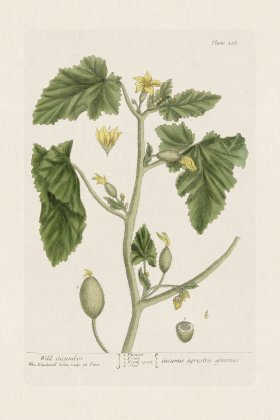 BEE 108 Wild Cucumber