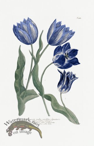 (image for) Blue Weinmann Pl 987