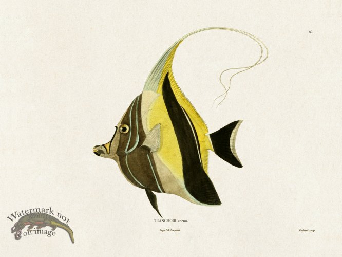 (image for) Werner Fish 010
