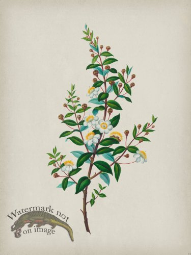 (image for) Andean Botanicals 023