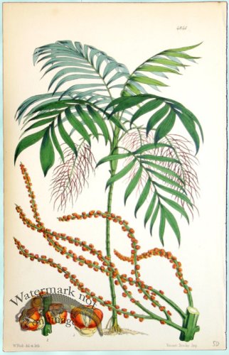 (image for) Curtis Palms 11