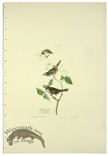 (image for) White Throated Sparrow L.E.