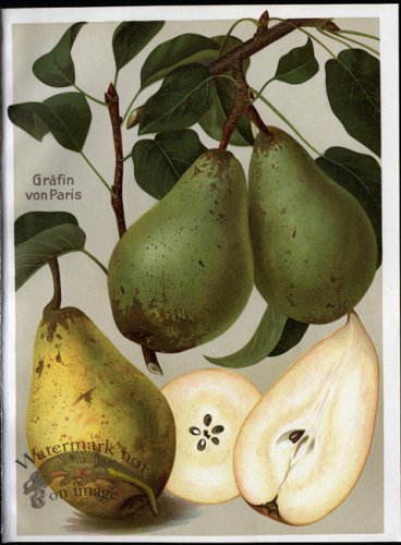 (image for) Fruit 16