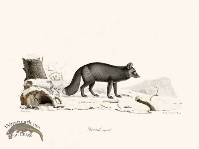 (image for) Cuvier 177 Silver Fox