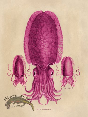 (image for) Octopus Pink 04