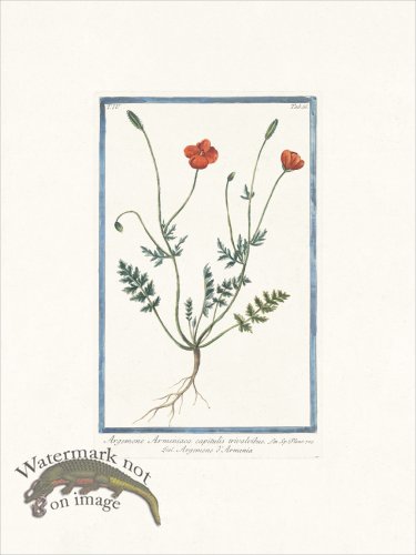 (image for) Bonelli 366 Apricot