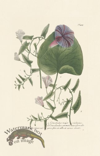 (image for) Weinmann PL 415