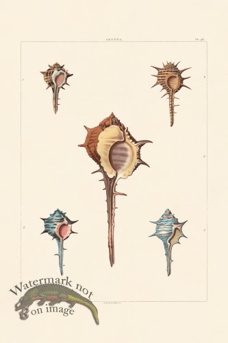 (image for) Perry Shell 46