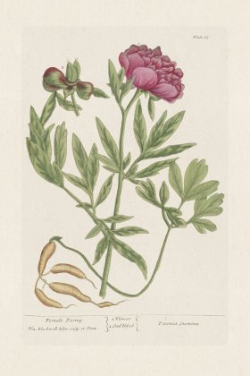 BEE 065 Female Piony