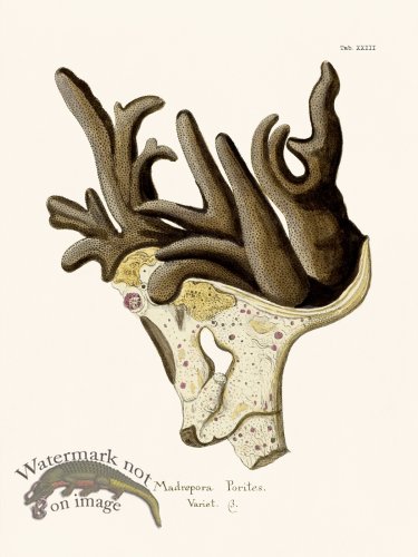 (image for) Esper Coral 023