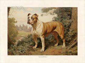 CFA Dog American Bulldog