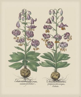 Besler 187 Colored B2