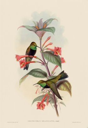 Gould Hummingbird 072