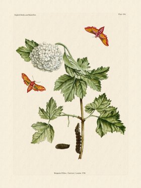 Wilkes Butterflies 104