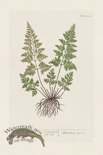 (image for) BEE 220 Black Maiden Hair