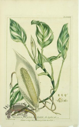 (image for) Philip Miller 006